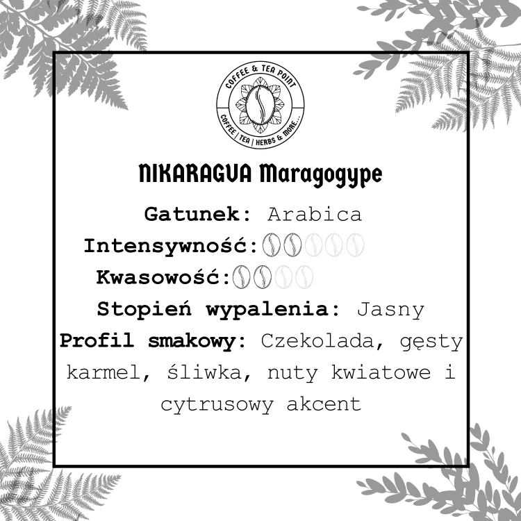 NIKARAGUA Maragogype.png
